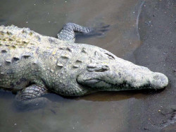 19 Adorable Costa Rican Croc 800