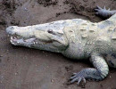 3 Crocodile  up close and dangerous in Costa Rica 800 sharpened