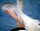 3 Pelican pruning himself in Australia cropped 800