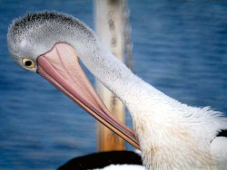 3 Pelican pruning himself in Australia cropped 800