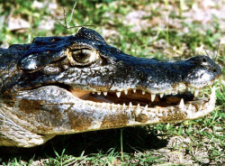 32 Alligator portrait from western Brazil near the Bolivian border 800