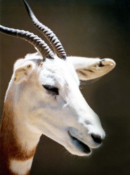 34 Portrait of a antelpoe in central China 800