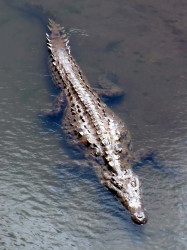 38 Croc on patrol 800