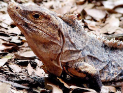 43. animals iguana costa rica 800