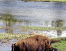 48. North American Buffalo in Wyoming 2 800
