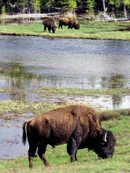 48. North American Buffalo in Wyoming 2 800