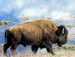 49. North American Buffalo in Wyoming 3 800