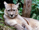 5 South American Puma in the Chilean woods 800