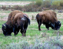 50. North American Buffalo in Wyoming 4 800