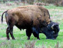 51. North American Buffalo in Wyoming 5 800