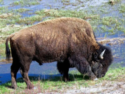52. North American Buffalo in Wyoming 800