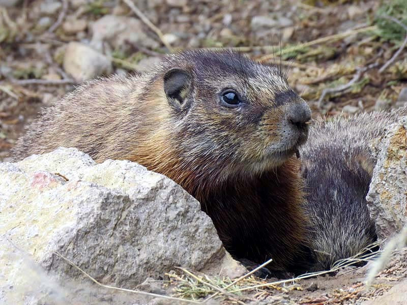 52. Yellow bellied Marmot 800