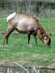 54. White tailed deer in Yellowstone 800