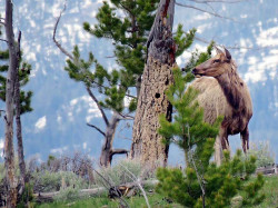 55. Mule deer in Yellowtone National Park 800