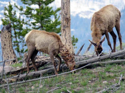56. Mule deers in Yellowtone National Park 800
