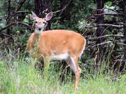 57. Deer in Washington s forest 800