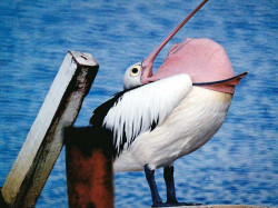 5A. animals pelican australia 800