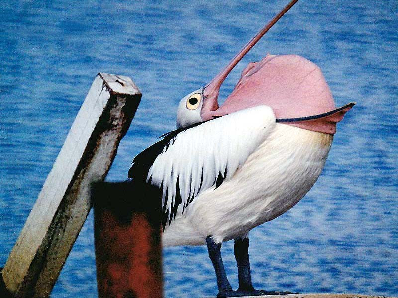 5A. animals pelican australia 800