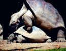 6 Two giant turtles mating in the Galapagos islands 800