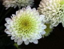 8 White puffy Dahlia from Brazil 800