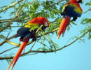 Scarlet Macaw 10 800
