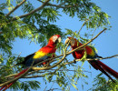 Scarlet Macaw 15 800