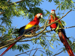 Scarlet Macaw 16 800