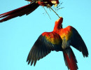 Scarlet Macaw 17 800