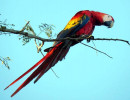 Scarlet Macaw 19 800
