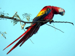 Scarlet Macaw 19 800