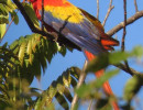 Scarlet Macaw 21 800