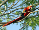 Scarlet Macaw 8 800