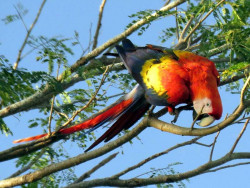 Scarlet Macaw 9 800