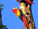Z  Scarlet Macaw 2A 800