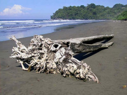 1.  old tree on a beach in osa  mf  800