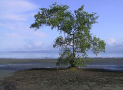 71. salt water tree in puerto jimenez  costa rica 800