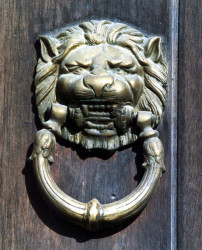 18 polished brass lion from iquique  chile 800