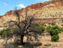 34. desert tree in utah 2 800