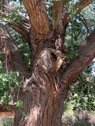 55. tree trunk in capitol reef np 800