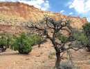 86.  utah desert tree 800