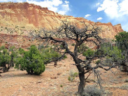 86.  utah desert tree 800