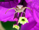 1 A cute spider laying trap in a flower in Brazil 800