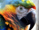 1 Close up of a beautiful male family parrot in Costa Rica. 800