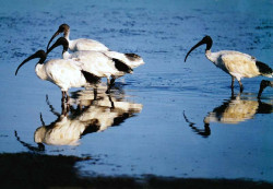 10 Group of ibises looking for food in Australia 800