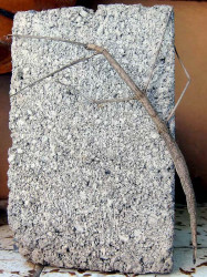 10 Stick bug  Phasmida  on a brick in Honduras 800