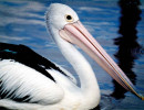 17 Portrait of a Pelican on a dock in Australia 800