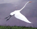 18 Taking off   a Great Egret in El Salvador 800