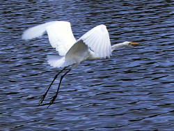 19 Great Egret caught in mid air flight 800