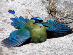 2 Bobo sunning himself outside of San Jose  Costa Rica 800