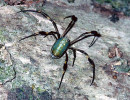 2 Golden Orb Weaver 800